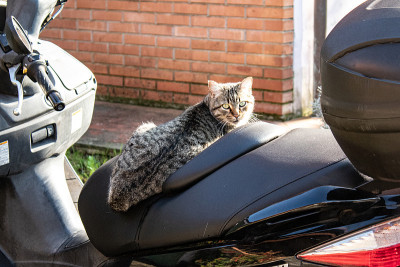 摩托车上的猫