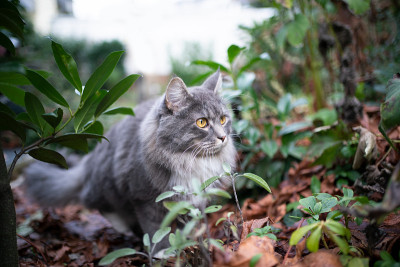猫在灌木丛中