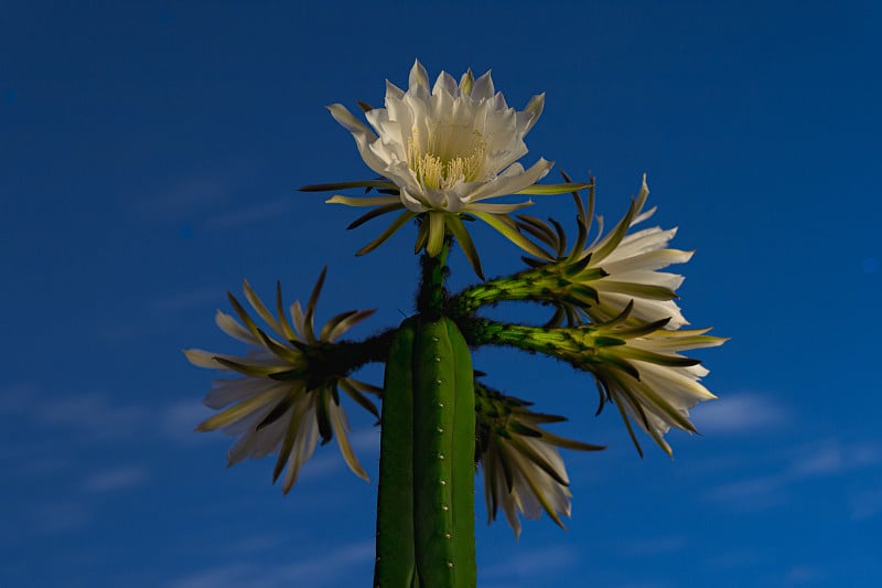 华楚马·Trichocereus Wachuma圣佩德罗仙人掌，开着美丽的大白花，在晚上完全开放