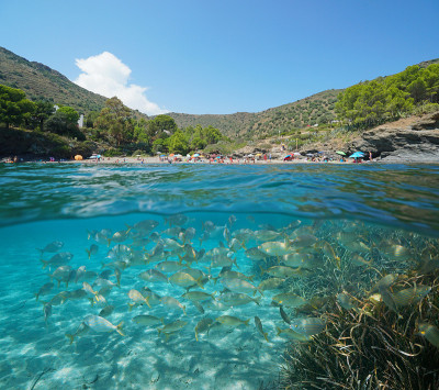 西班牙夏季度假海滩与鱼水下