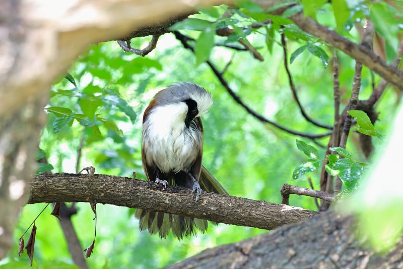 白冠笑鸫(Garrulax leucolophus)