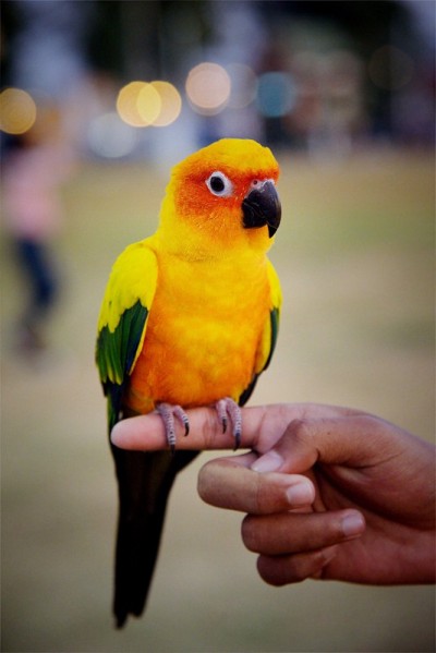 可爱的太阳conure鹦鹉手上