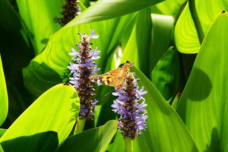 picerelweed (Pontederia Cordata)花与蝴蝶的特写(Vanessa At