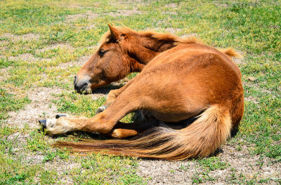 Assateague岛