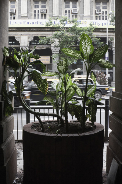 街道上的Dieffenbachia植物。