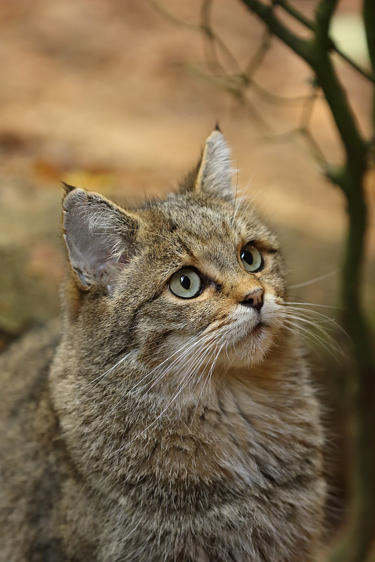 女性的欧洲野猫