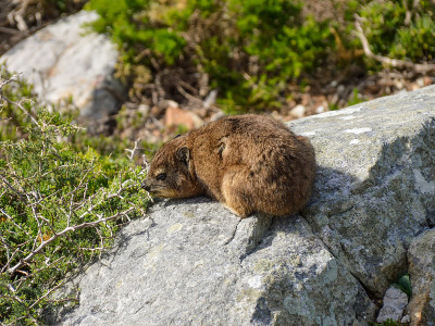 Dassie