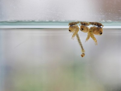 蚊子幼虫:幼虫在水中生长。变成一只蚊子。小儿暴发中的登革出血热。