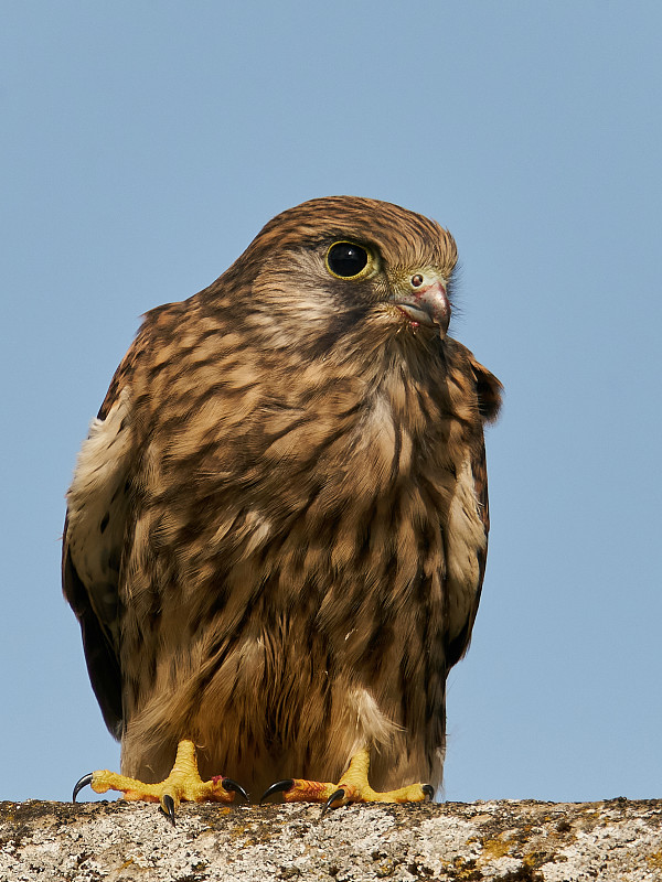 红隼(Falco tinnunculus)幼