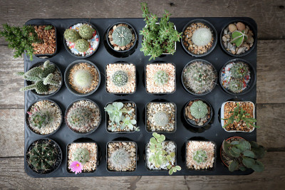 rebutia tinycula, 仙人掌