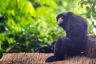 Siamang