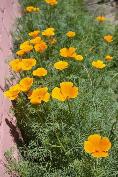 Eschscholzia californica。这些花是亮橙色的。