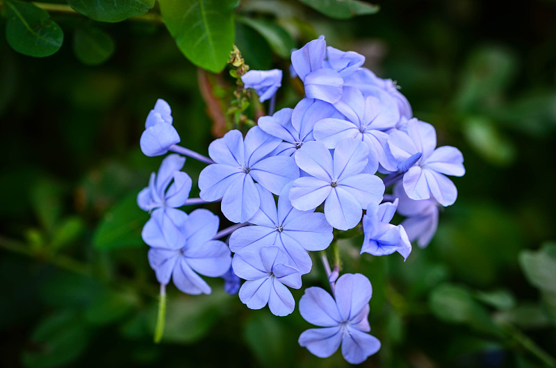 夏日的花朵闭合