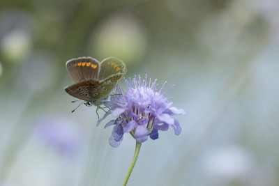 Aricia agestis