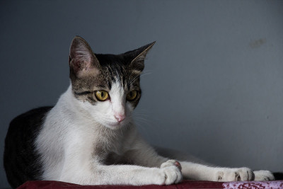 白灰家猫