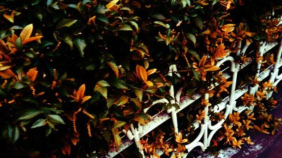 Dried leaves