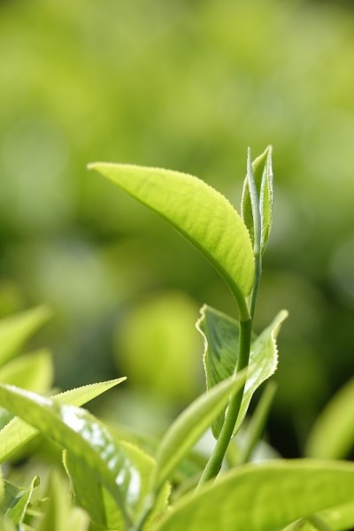 高原的绿茶嫩芽和嫩叶