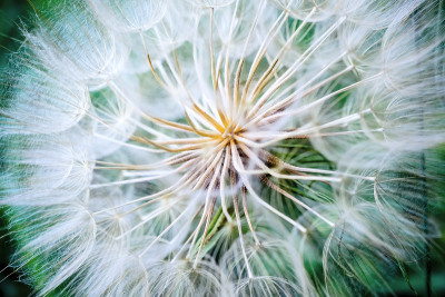 这就是我的企图Dandelion