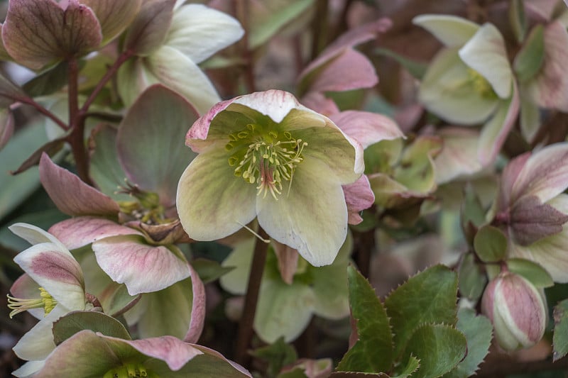 象牙Helleborus王子