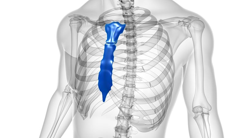 人体骨骼、胸骨解剖学的医学概念