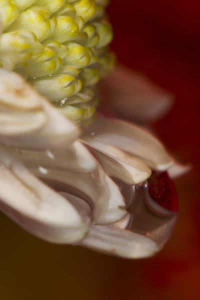 菊花宏