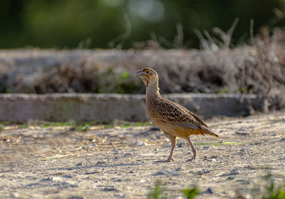灰法兰克林，法兰克林，pondicerianus
