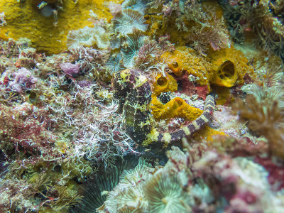 A green and yellow Seahorse at a colorful tropical