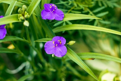 紫罗兰花与黄色花药Tradescantia在夏季花园顶视图