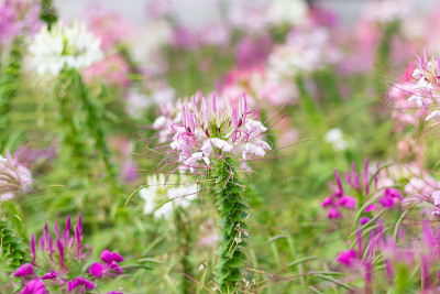 克里奥花或蜘蛛花