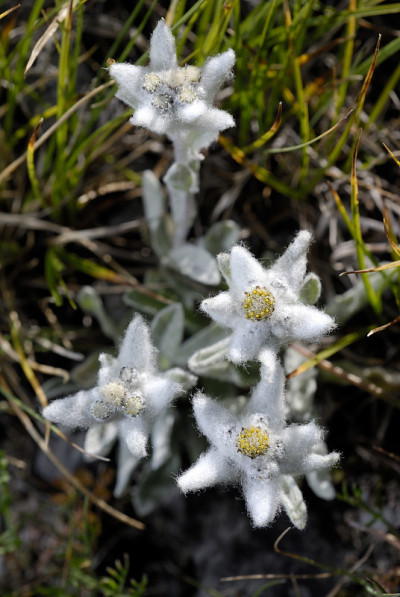 雪绒花
