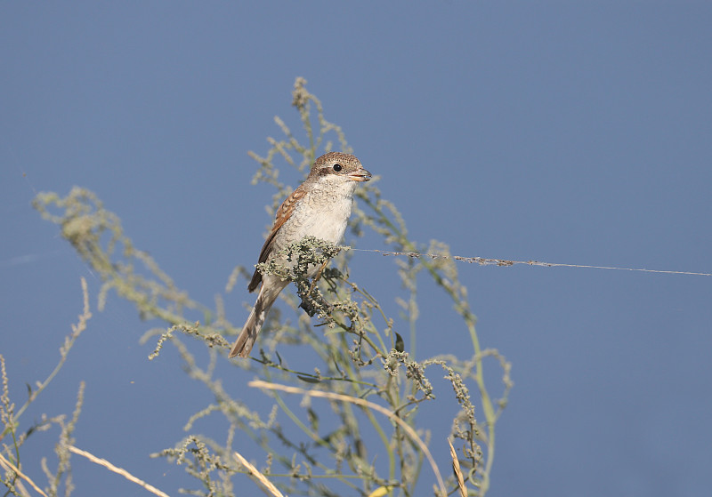 一只年轻的红背伯劳的肖像(Lanius collurio)