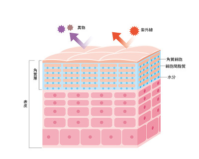 健康皮肤表皮皮肤结构皮肤图美容学