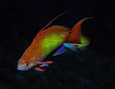 埃及红海中的珍珠花拟花鮨(Pseudanthias squamipinnis)