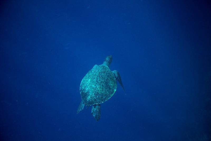 海龟和蓝色的海深渊。海龟在深蓝色的海洋里游泳。