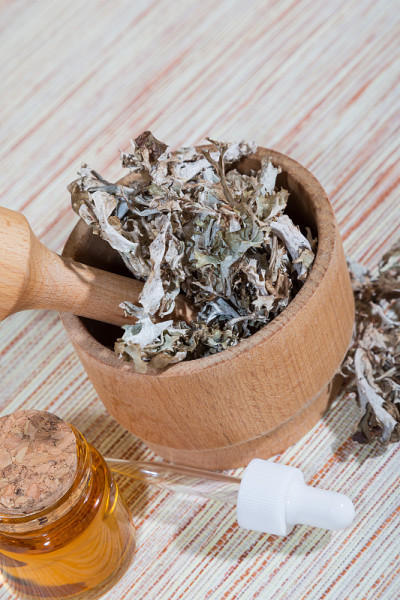 草药替代医学。抗病毒植物用于治疗肺炎，肺结核，咳嗽，感冒，冰岛苔藓，治疗地衣，增强免疫系统