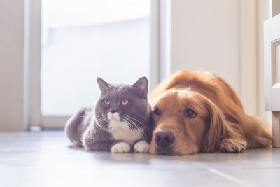 英国短毛猫和金毛猎犬