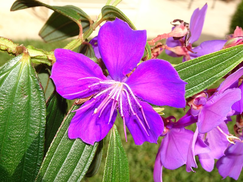 院子里开着热带紫色的花