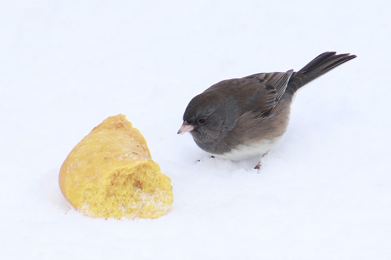 Junco鸟在吃百吉饼