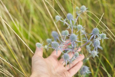 野生草地上的蓝色多刺治疗植物。女人手里拿着扁豆