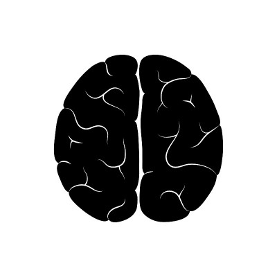 人脑解剖的矢量图解