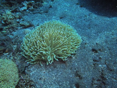 海葵
