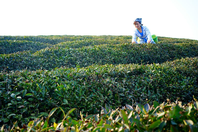 年轻女子在中国附近的茶园采茶