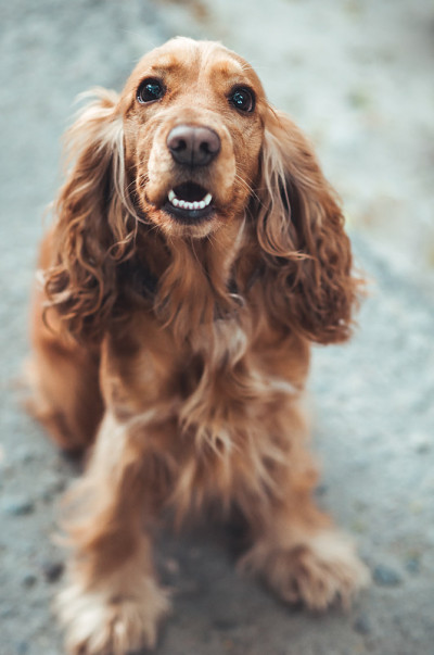 英国可卡犬