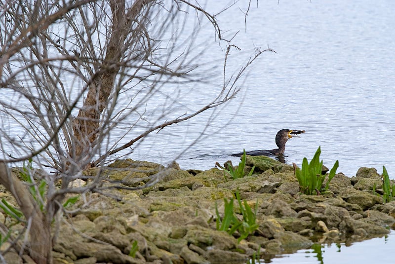 Cormor吗?n格兰德在国家公园。