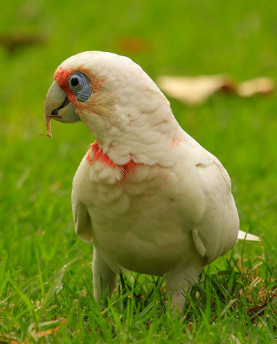 长嘴Corella - Cacatua tenuirostris