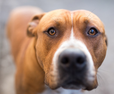 一个比特斗牛犬的肖像