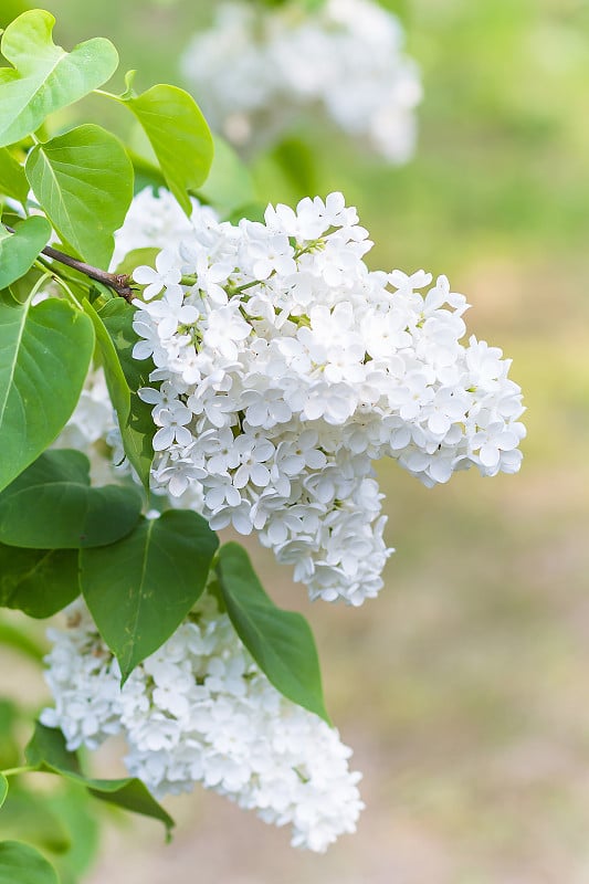 春天植物园里盛开的丁香花