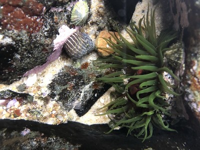 阳光海岸的绿色海葵