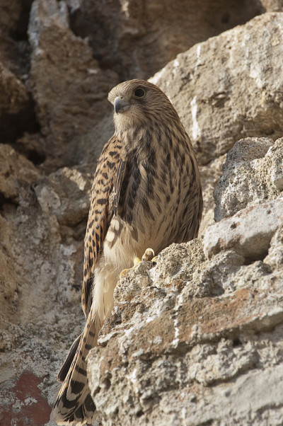 小红隼，雌性，Falco naumanni