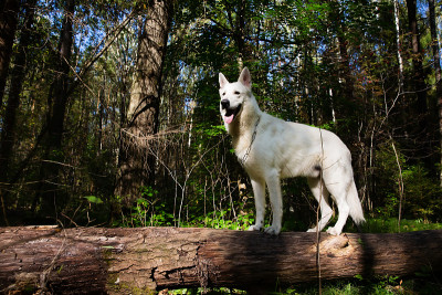 白瑞士牧羊犬